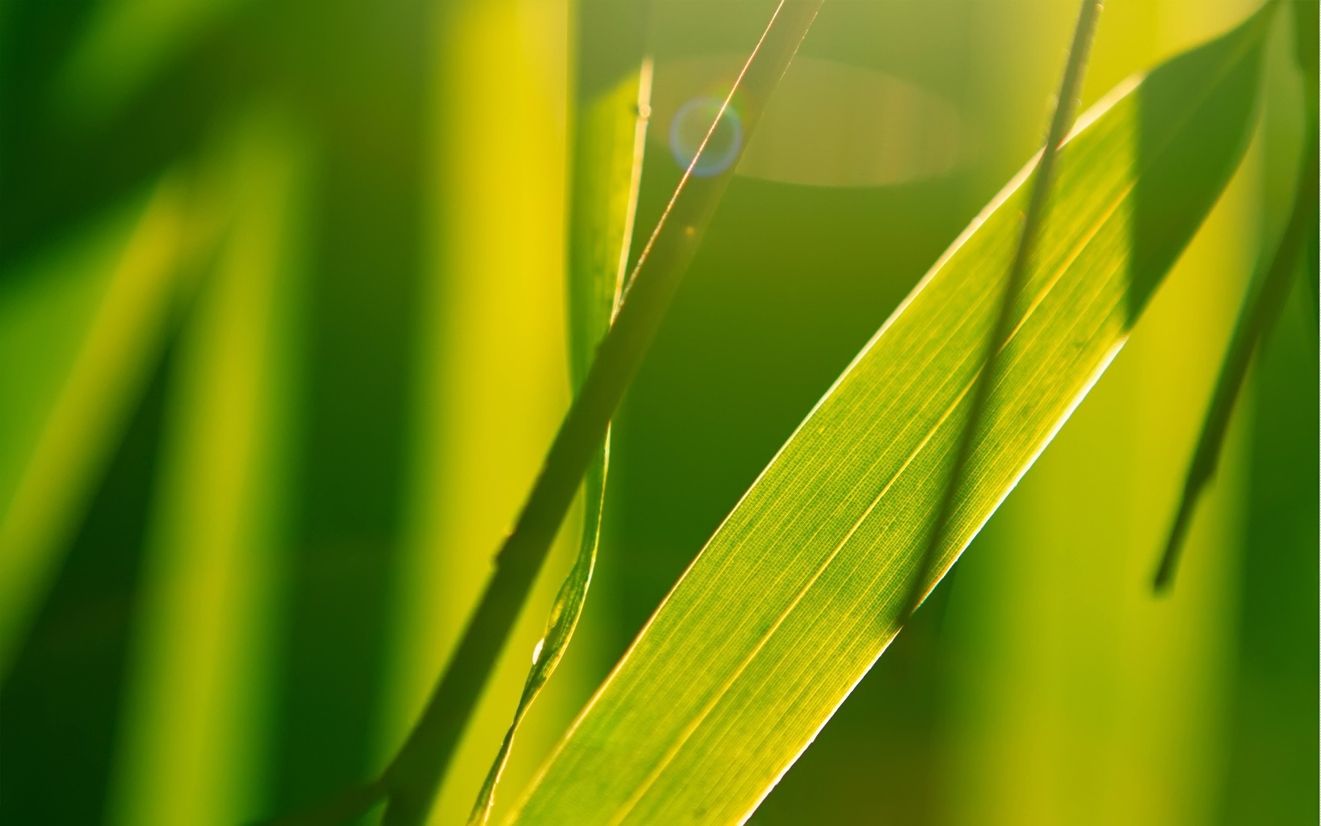 rośliny liść flora wzrost natura rosa deszcz bujny spadek środowisko ogród ekologia czystość trawa ostrze lato słońce