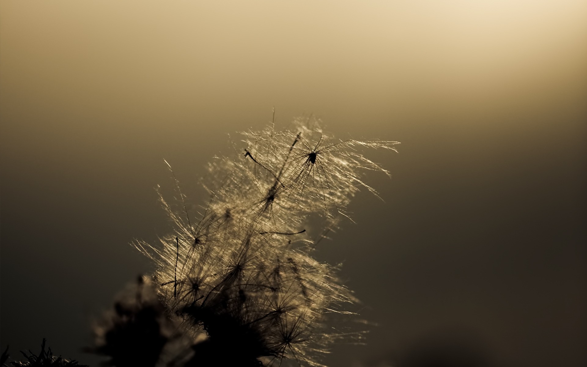 flowers sunset silhouette dawn monochrome nature backlit sun sky fog mist light tree landscape evening dusk moon winter outdoors water flower plant wind