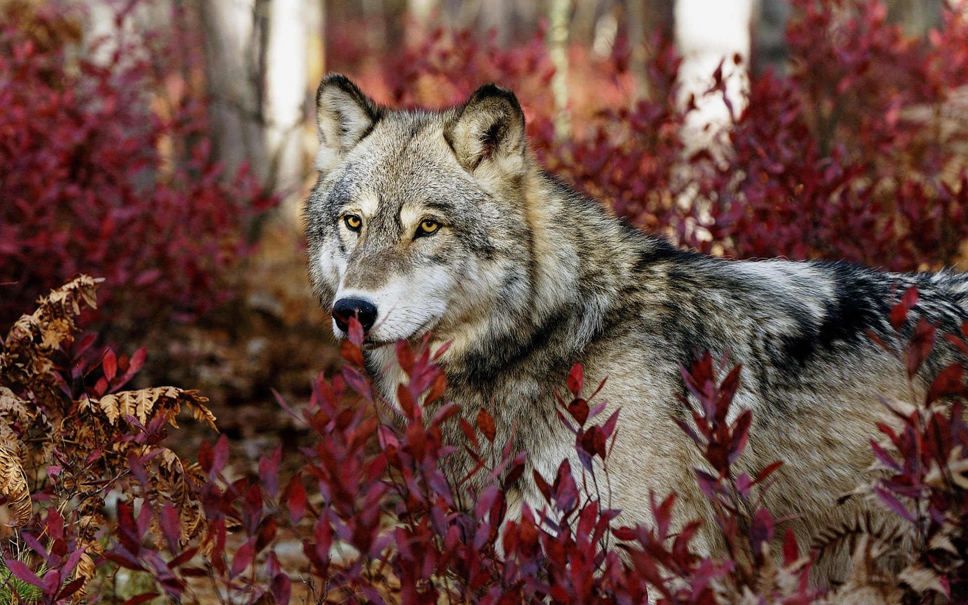 animali natura mammifero fauna selvatica inverno lupo all aperto selvaggio foresta