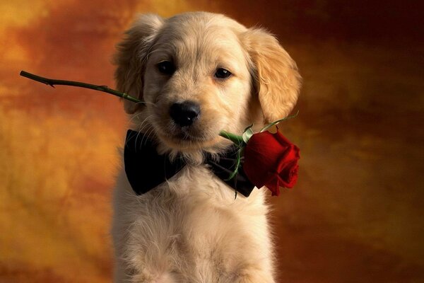 Lindo perro con una rosa en los dientes