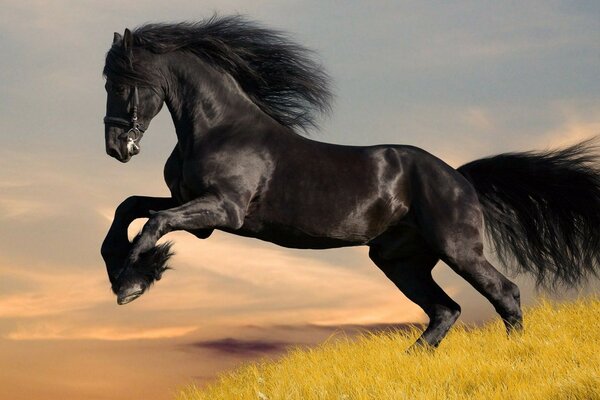 一个美丽的黑马与厚厚的鬃毛