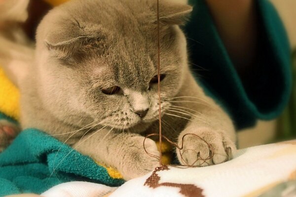 Un chaton brodé. Mignon. Crampons à glace