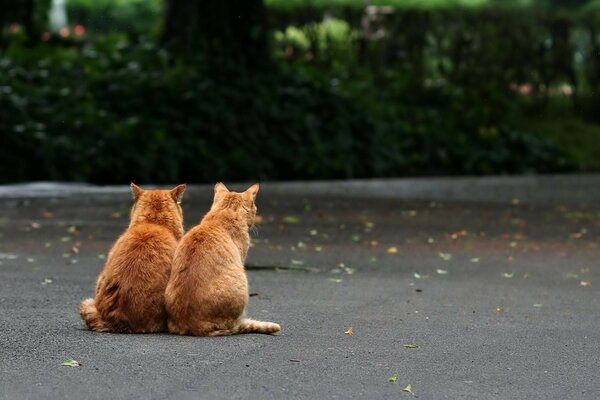 Dos gatos pelirrojos en el camino de vuelta