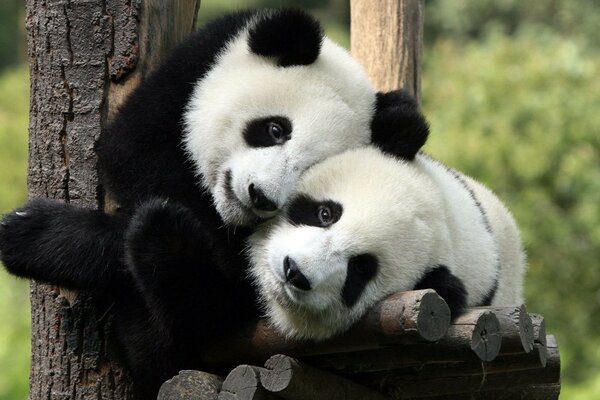 Pandas brincalhões sentados em uma árvore