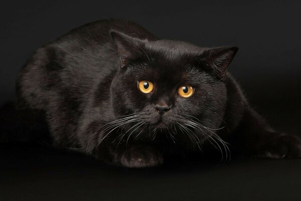 Gato negro con ojos amarillos sobre fondo negro