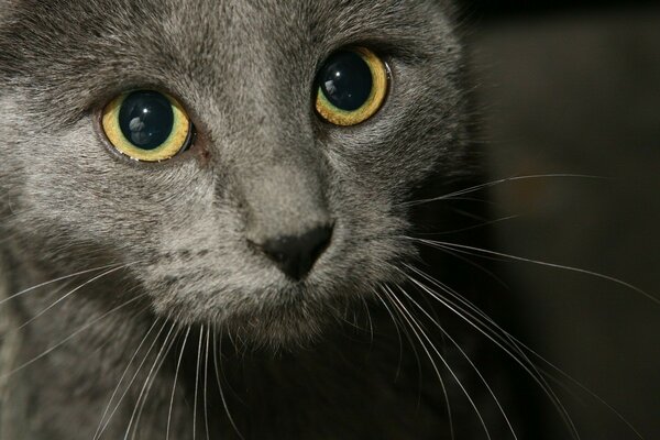 Große Augen bei der grauen Katze