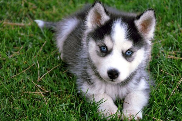 Husky yeşil çimlerin üzerinde yatıyor