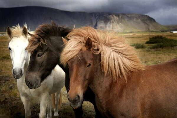 Trois chevaux multicolores dans le champ