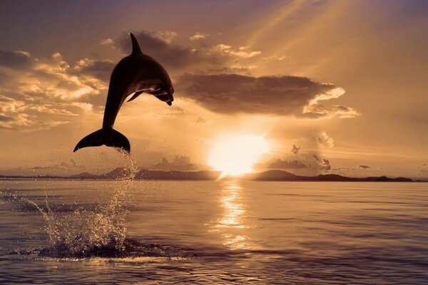 Dolphin on the background of the sun