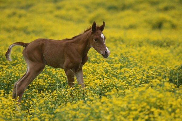 Das Bild eines Pferdes, das auf dem Gras läuft