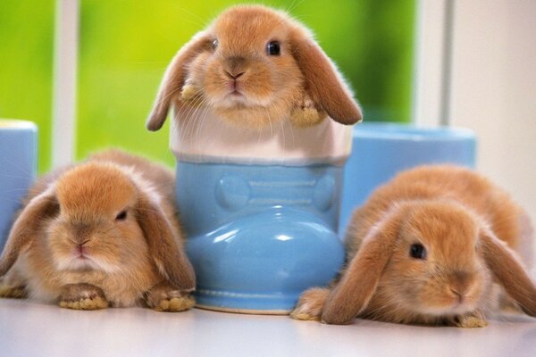 Picture of three rabbits with glasses