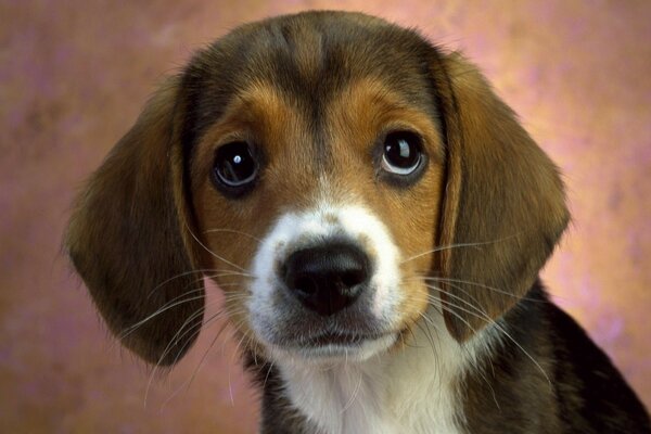 El cachorro bajó las orejas y Mira con una mirada quejumbrosa