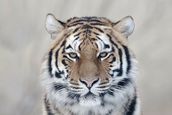 Tigre su sfondo grigio