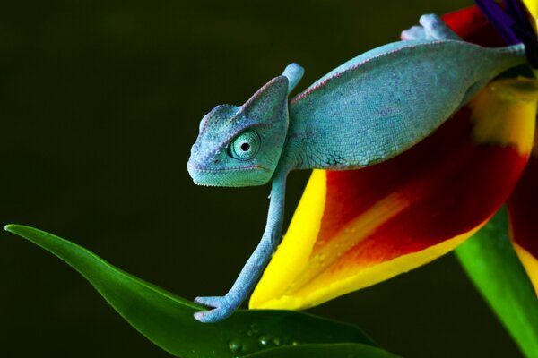 Chameleon moves on a beautiful leaf