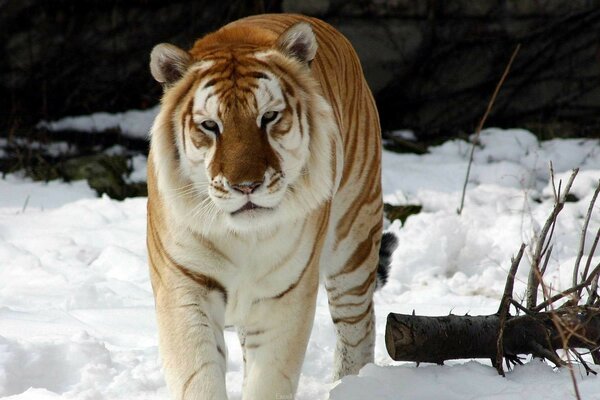 A tiger walks through the white snow