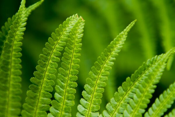 桌面上的蕨类植物