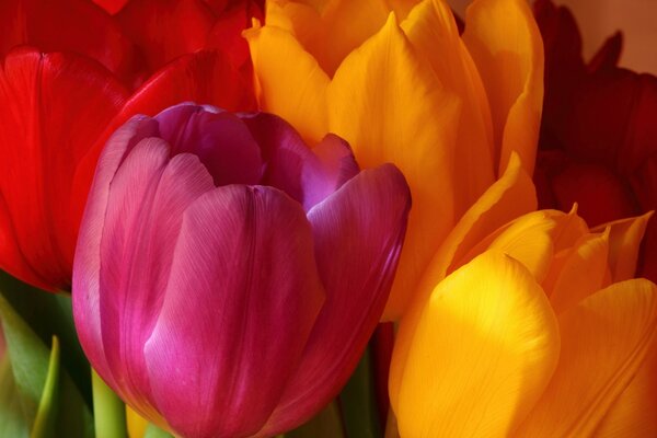 Tulpen, die auf den ersten Blick faszinierend sein können