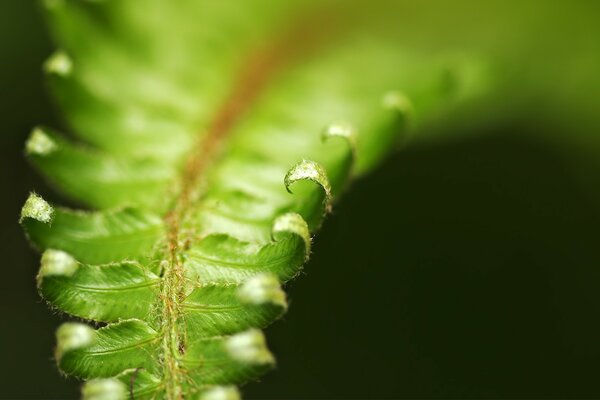 Green leaves after rain