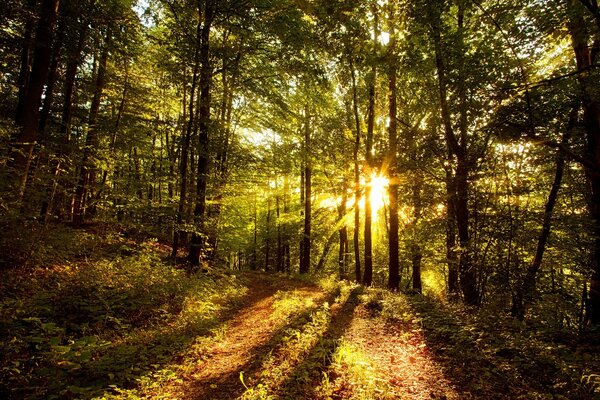 Arbres sur fond de soleil couchant. Paysage d automne