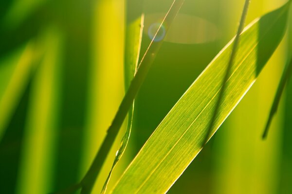 Green background with plants on a sunny day