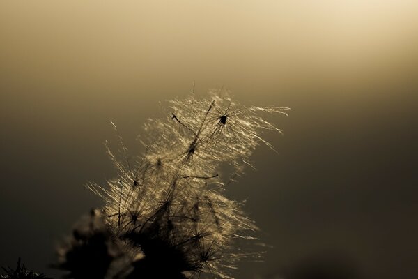 Fotografía Monocromática del amanecer en la flor