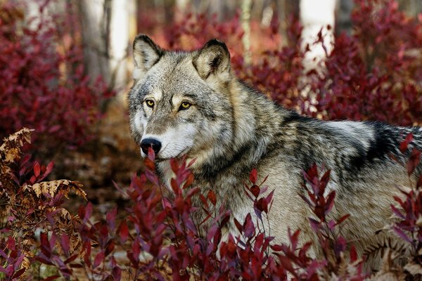 Schöner Wolf auf dem Hintergrund der roten Blätter