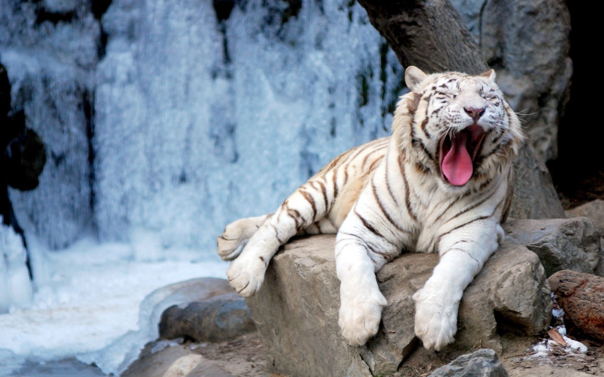 tigres naturaleza vida silvestre mamífero zoológico tigre gato salvaje invierno peligro nieve grande animal