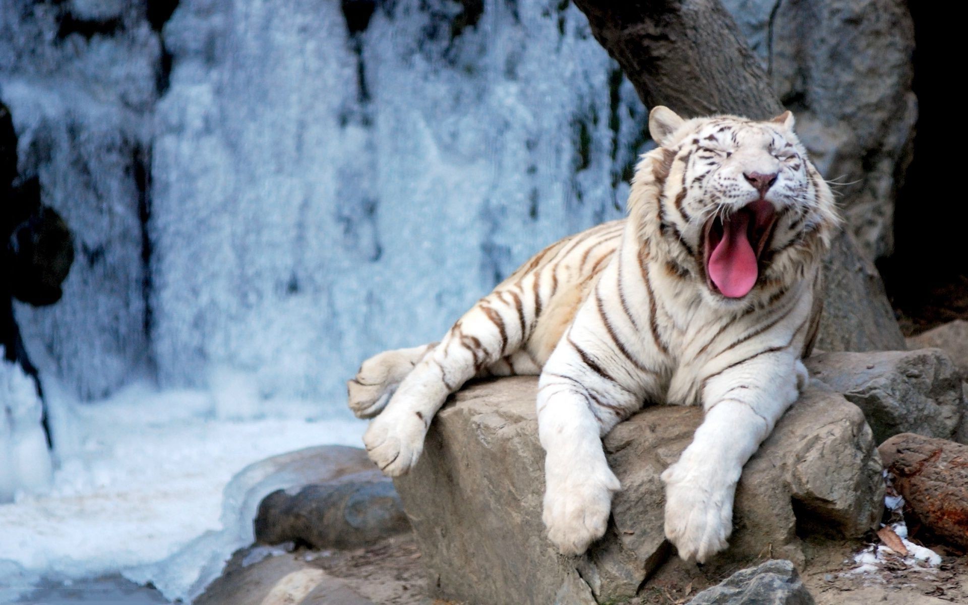 Зевающий тигр бесплатно