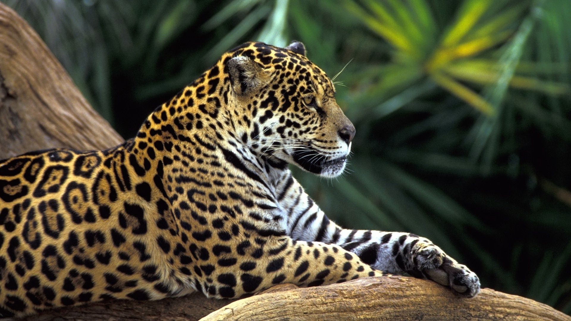 leopardos vida silvestre mamífero gato naturaleza salvaje leopardo animal selva zoológico