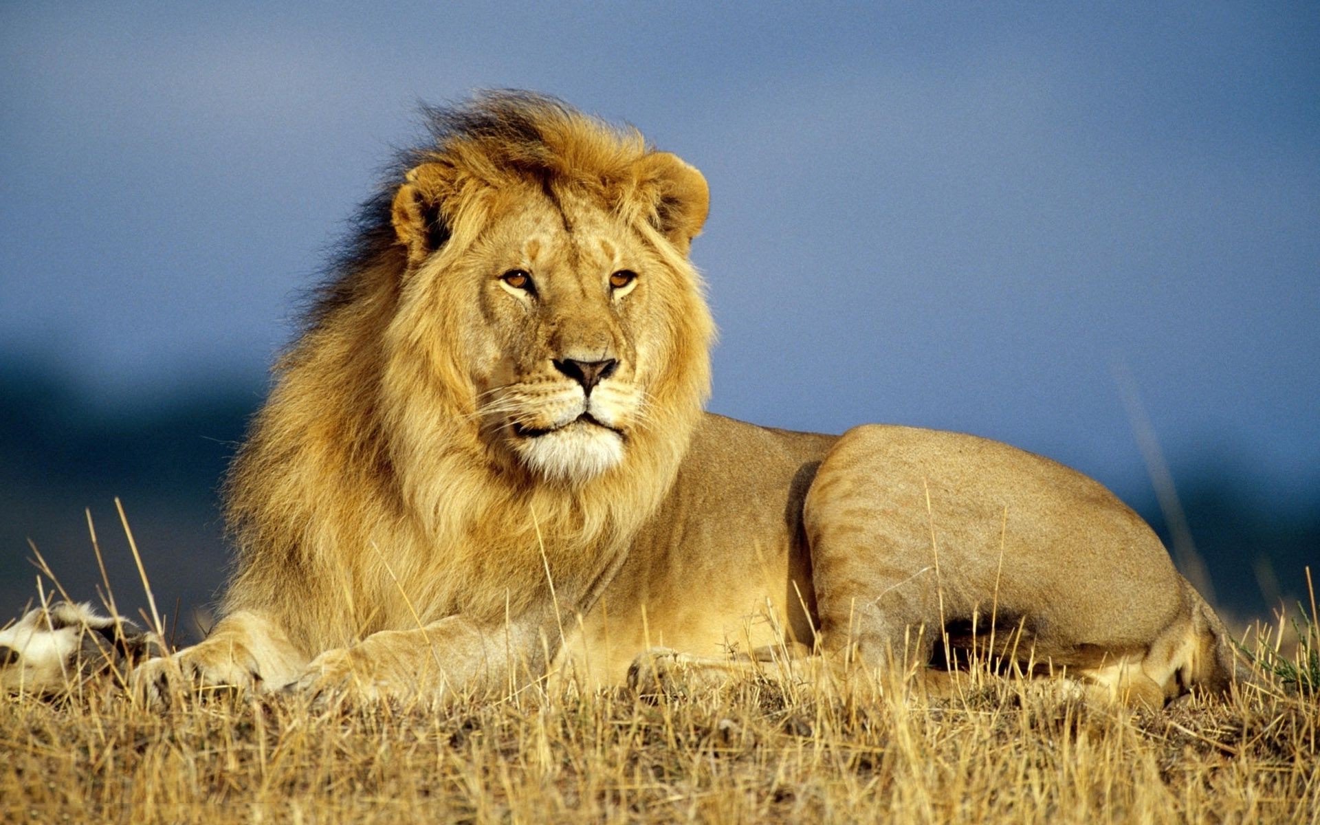 löwen katze löwe säugetier tierwelt raubtier safari tier porträt wild löwin natur große katze fleischesser