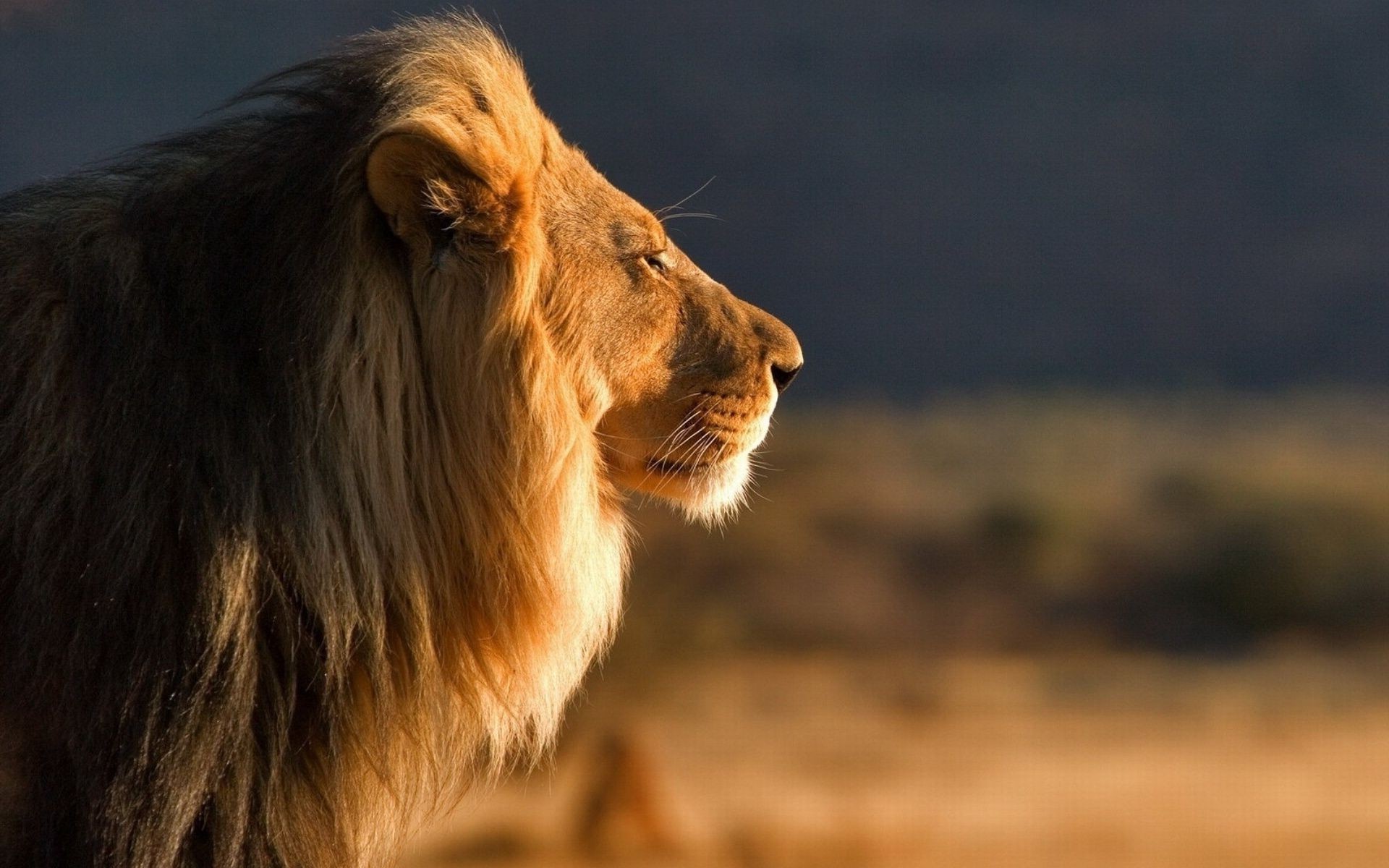 leones mamífero animal vida silvestre gato león retrato naturaleza al aire libre