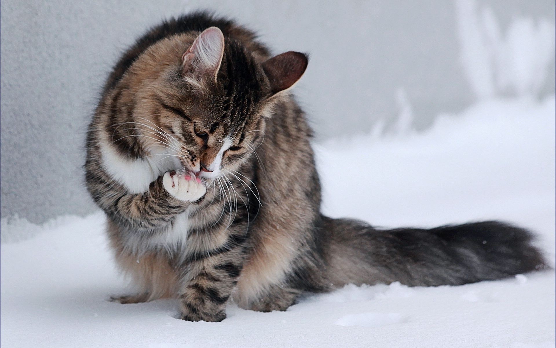 katzen katze säugetier niedlich tier porträt fell haustier kätzchen auge