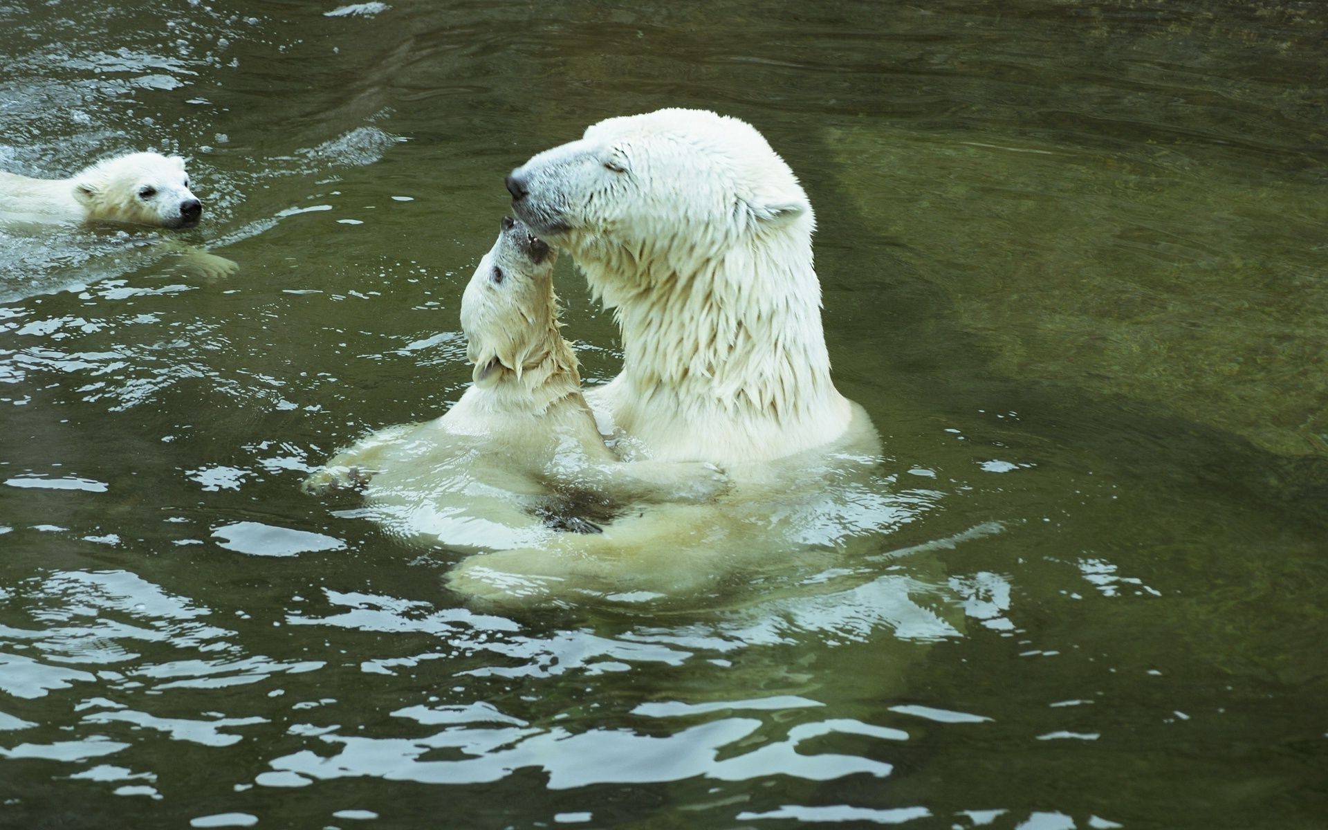 bären wasser säugetier natur tierwelt tier im freien frostig zoo niedlich nass