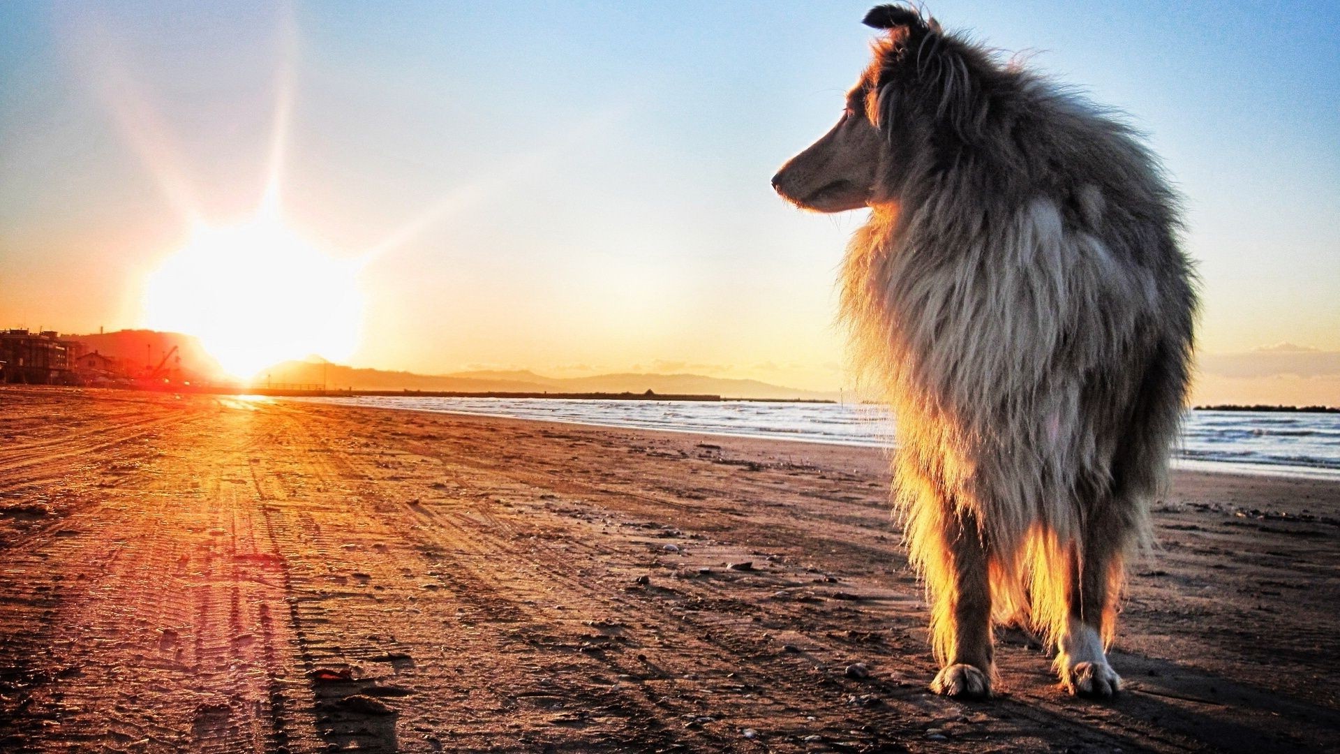 chiens coucher de soleil en plein air