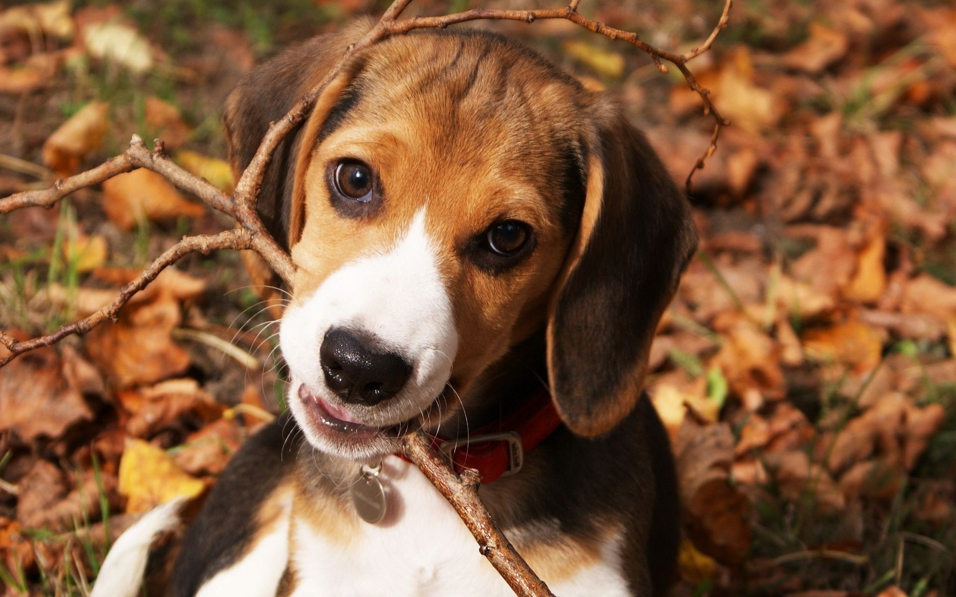 perros perro mamífero animal lindo mascota perro beagle naturaleza cachorro retrato sabueso joven adorable pequeño doméstico raza