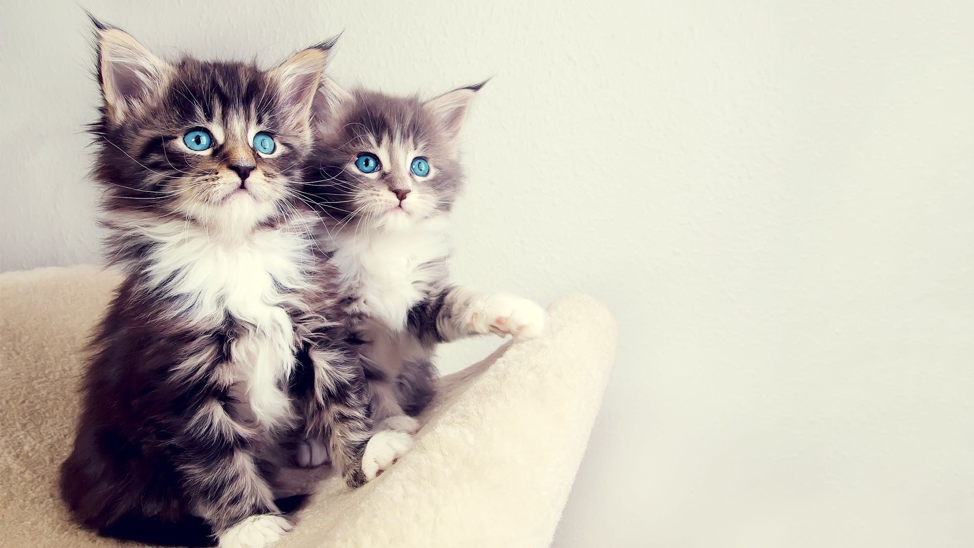 katze katze kätzchen niedlich haustier säugetier porträt fell tier auge wenig flaumig lustig junge inländische ein kind sitzen anzeigen tabby schnurrbart