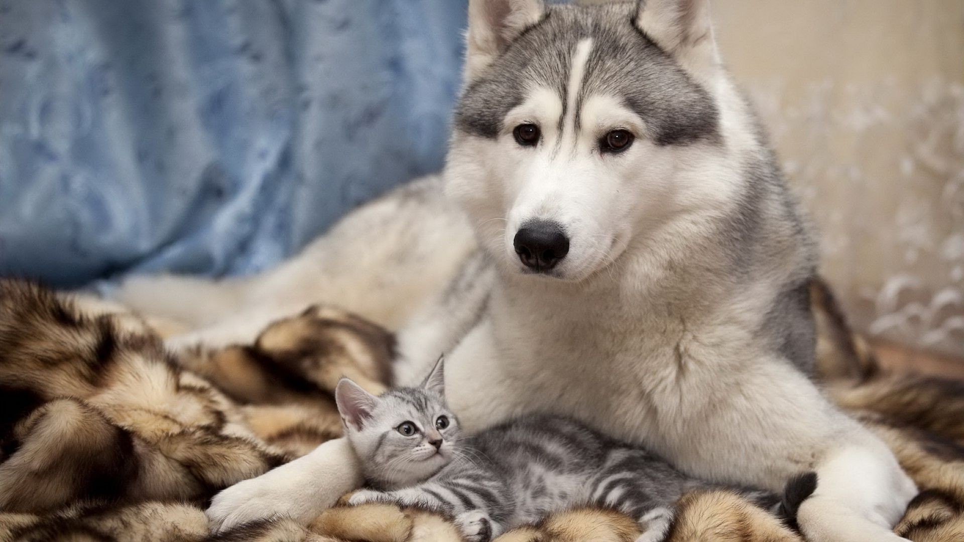 hayvanlar memeli hayvan evde beslenen hayvan sevimli köpek portre köpek eğitmeni sibirya kürk köpek yavrusu göz tarama cins genç sevimli yerli kedi