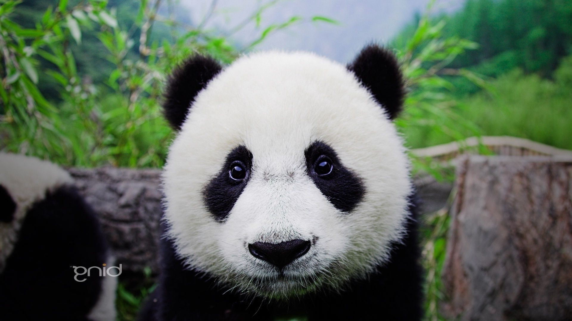 herbívoro naturaleza vida silvestre lindo animal mamífero hierba salvaje panda zoológico al aire libre pelaje