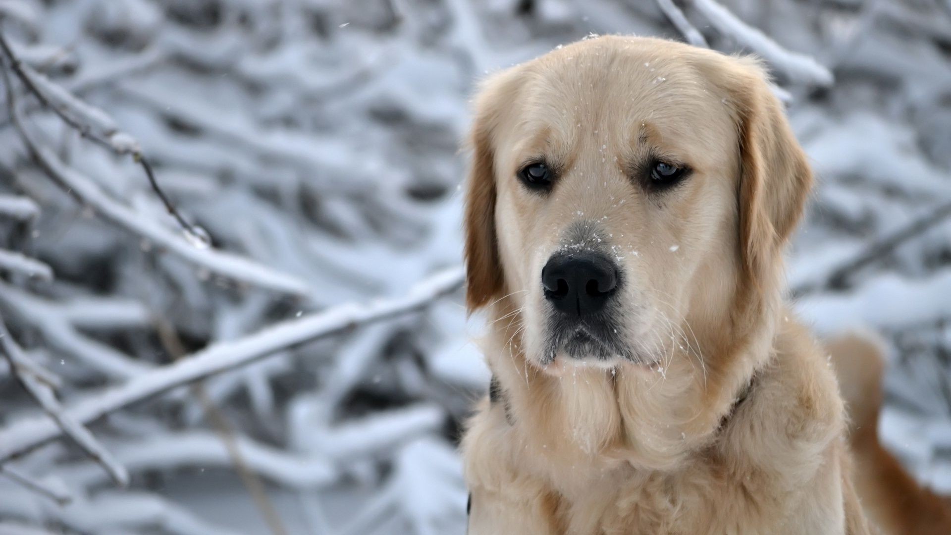 cães cão fofa animal de estimação animal de estimação retriever cinegrafista mamífero filhote de cachorro pele pequeno