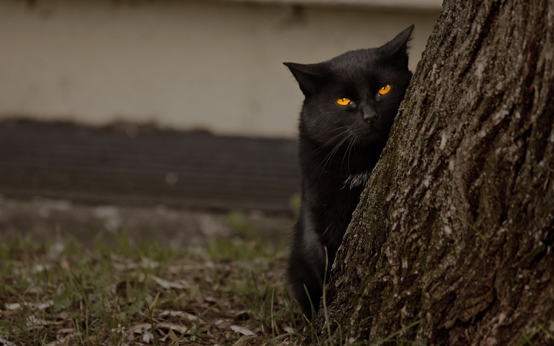 koty kot ssak zwierzę przyroda oko portret natura