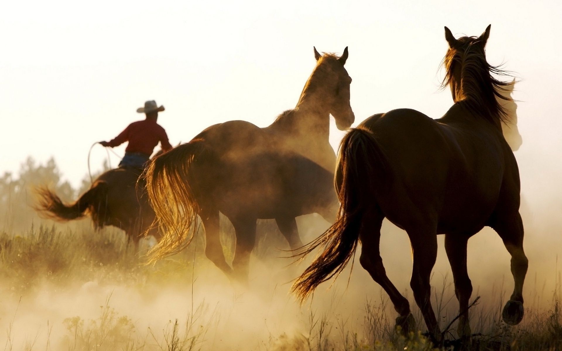 caballos caballería mamífero caballo mare ecuestre semental cría de caballos mustang sentado animal granja mane animales vivos pony heno campo skoco potro hierba acción