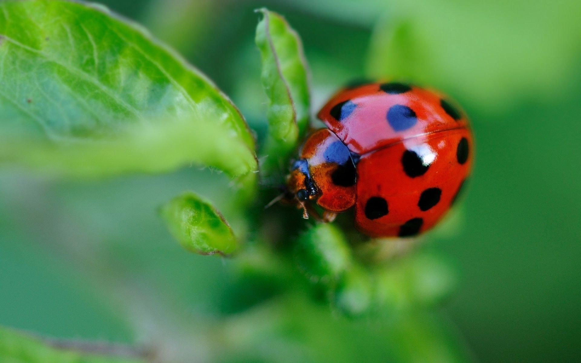 zwierzęta biedronka natura owad liść chrząszcz lato biologia mała trawa flora na zewnątrz ogród tiny wzrost