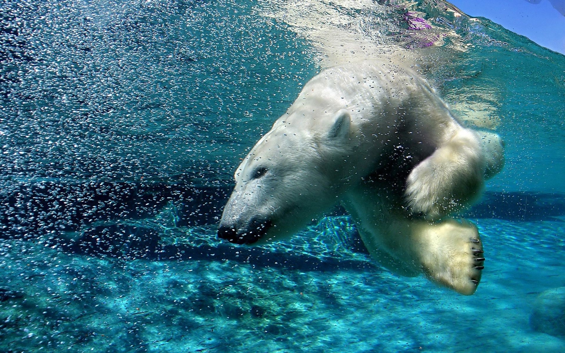 bären wasser schwimmen ozean meer unterwasser natur im freien sommer