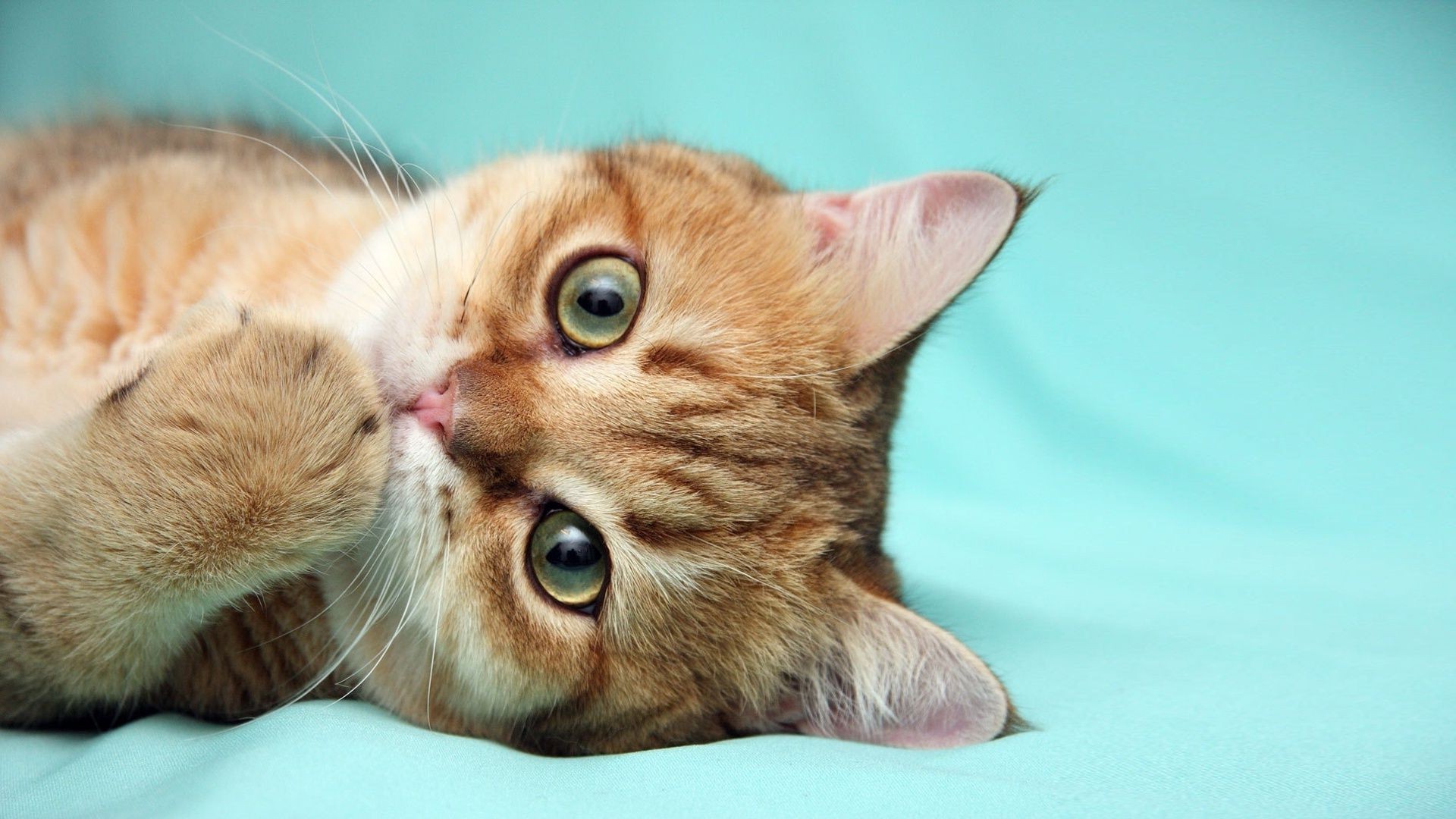 katze katze niedlich porträt kätzchen haustier tier säugetier auge jung kind fell inländische wenig vorschau liebenswert lustig studio schnurrbart