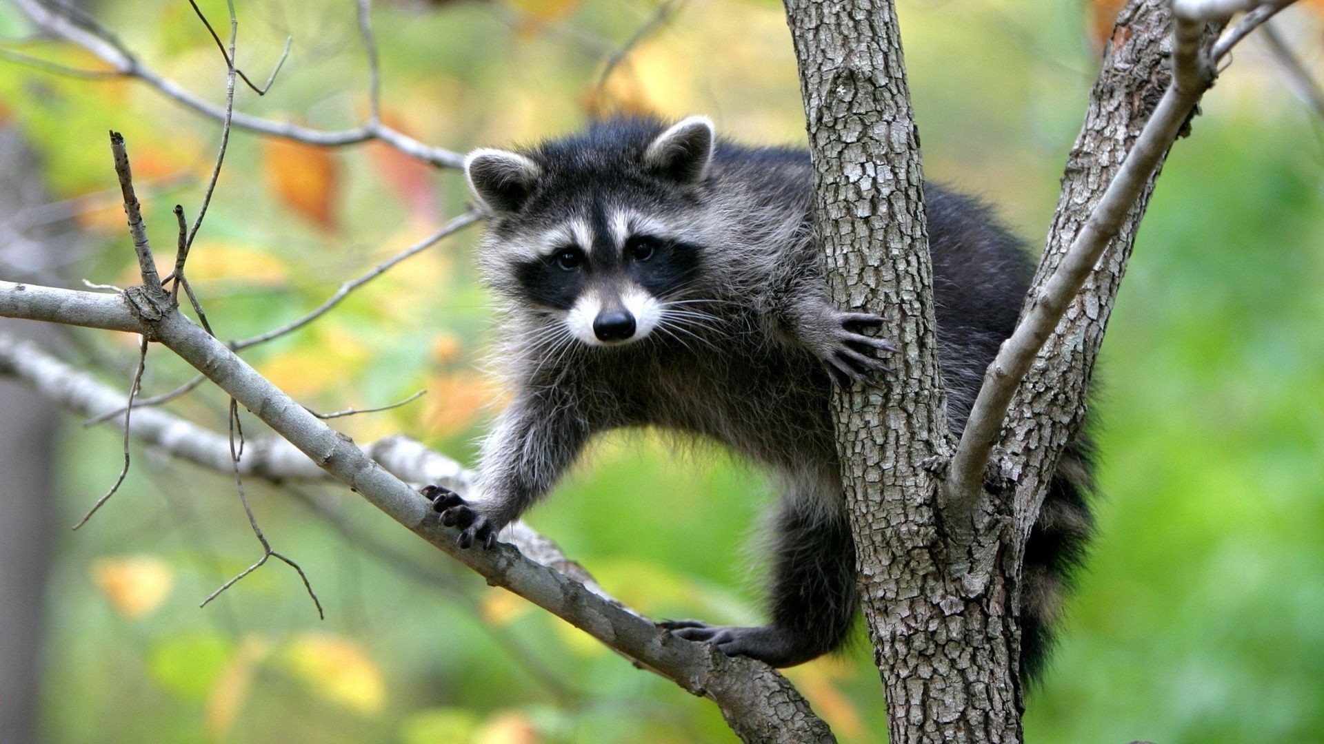 animais natureza vida selvagem mamífero animal selvagem madeira ao ar livre