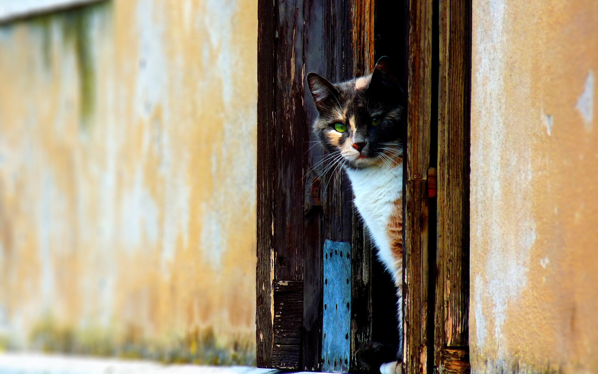 gato gato porta madeira animal cerca