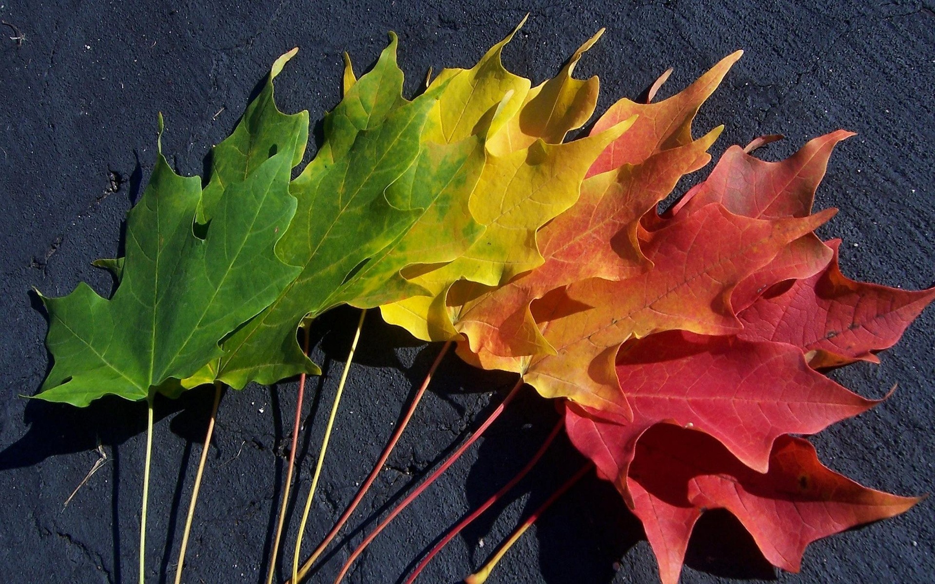 automne feuille automne érable nature flore bureau saison arbre lumineux couleur