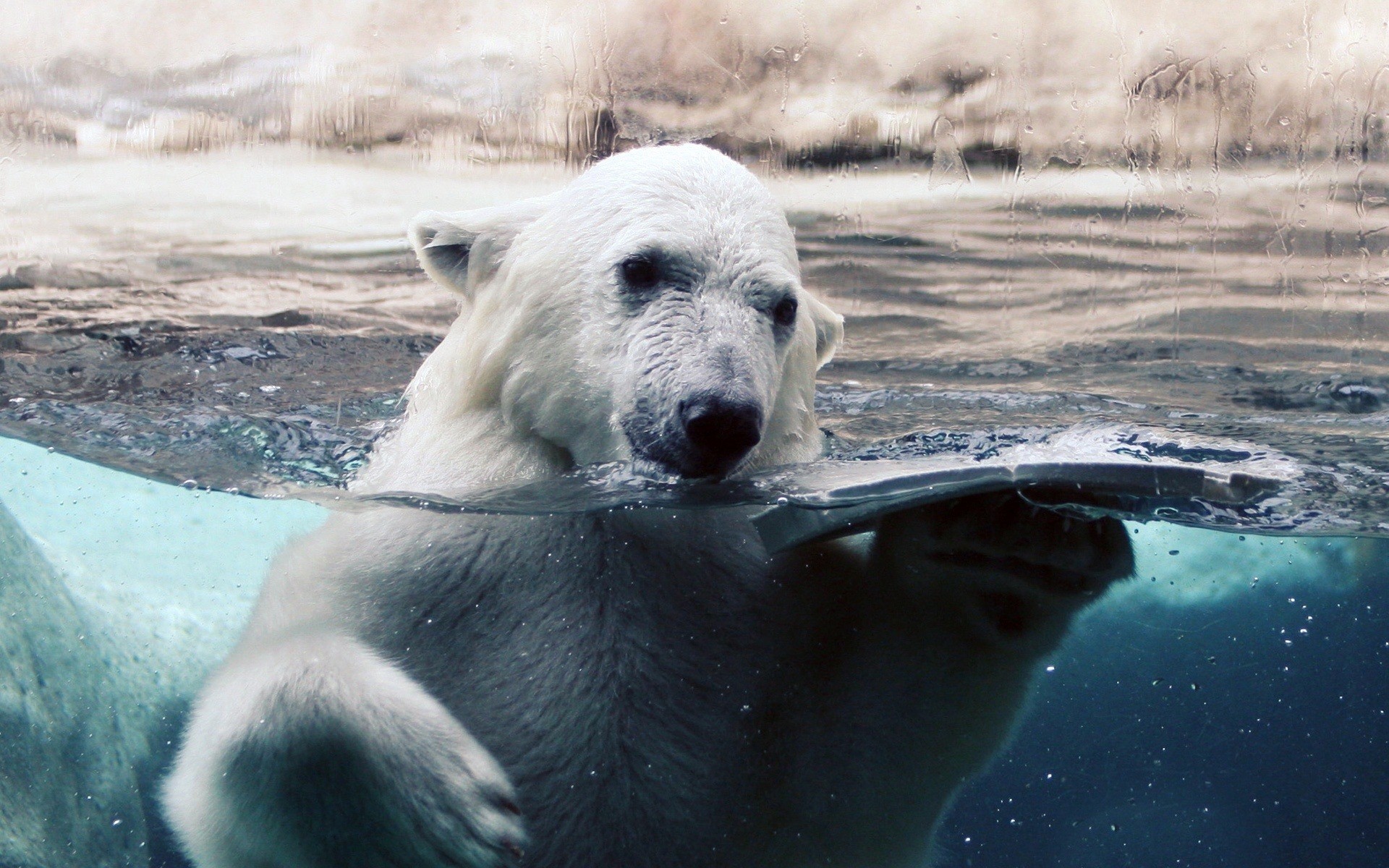 animales agua mamífero vida silvestre helada naturaleza al aire libre invierno animal nieve polar océano salvaje frío oso polar