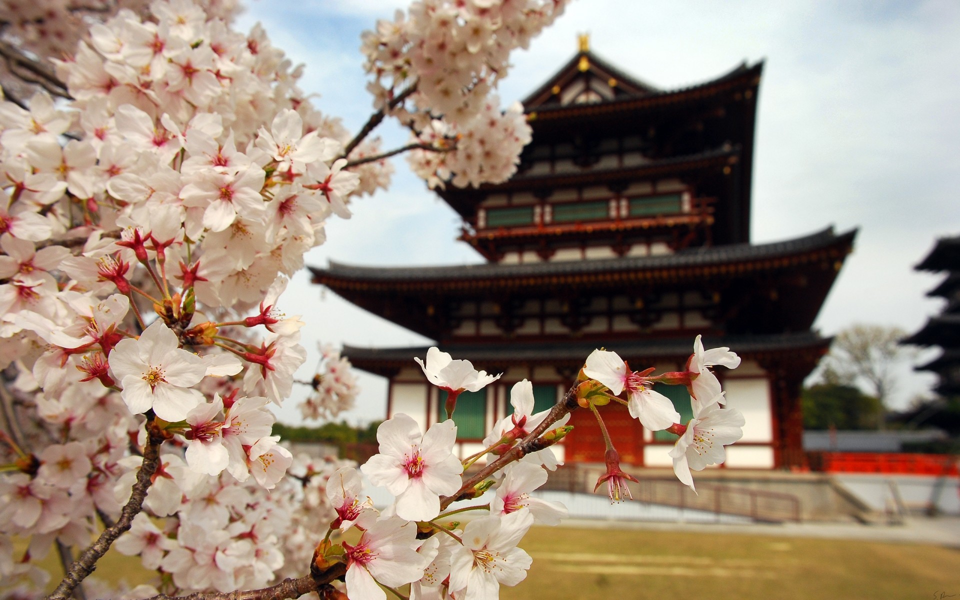 landscapes flower cherry tree garden blooming zen flora nature branch petal outdoors park beautiful temple cherry blossoms japan