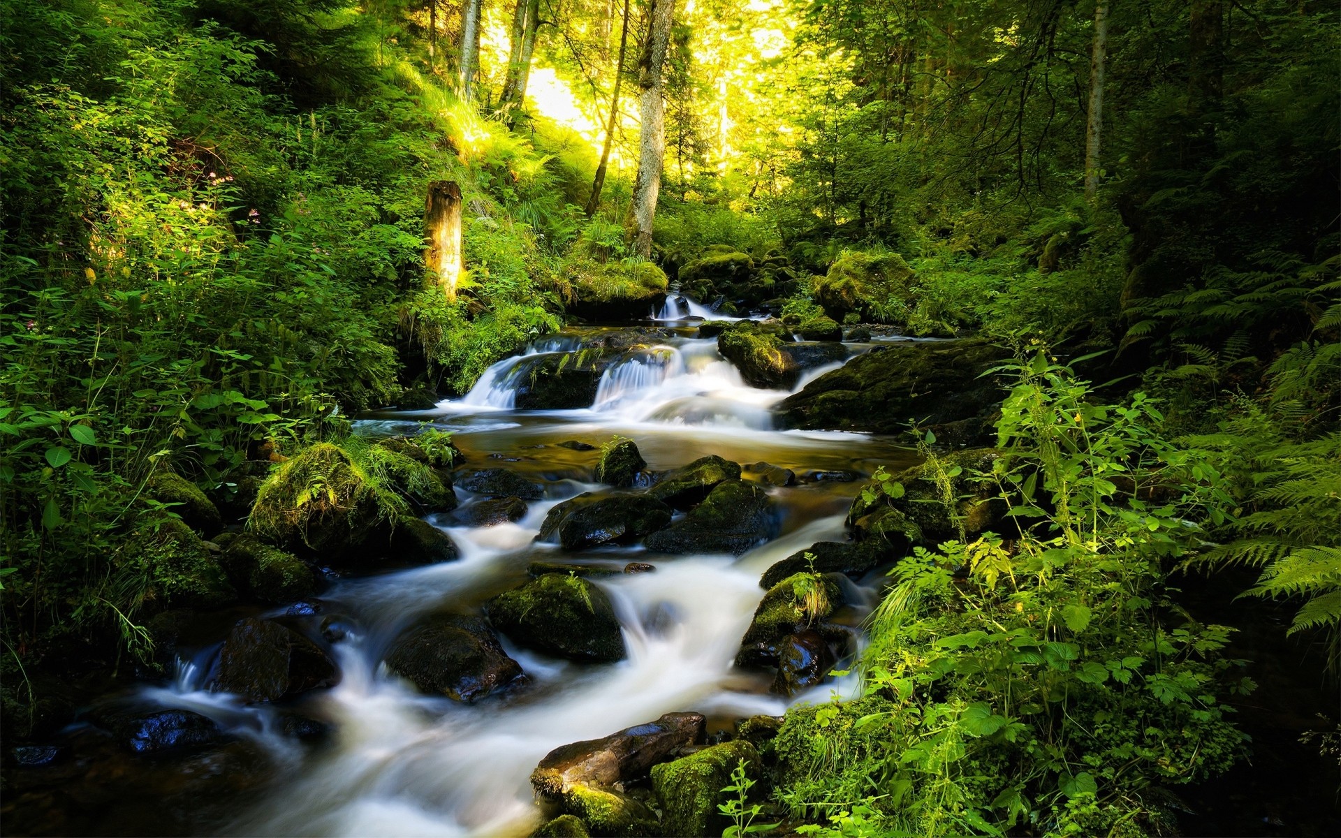 paesaggio legno acqua cascata fiume natura paesaggio muschio foglia flusso roccia viaggi albero autunno creek all aperto montagna cascata parco ambiente sfondo alberi